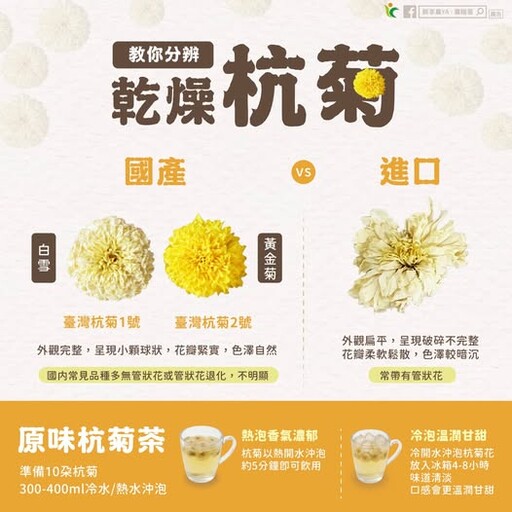 杭菊香正濃!如何挑到最香國產菊?三秒看懂差異