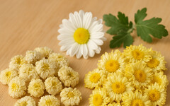 杭菊香正濃！如何挑到最香國產菊？三秒看懂差異