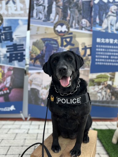 給退役警犬一個家 新北5隻呆萌拉布拉多可以認養了