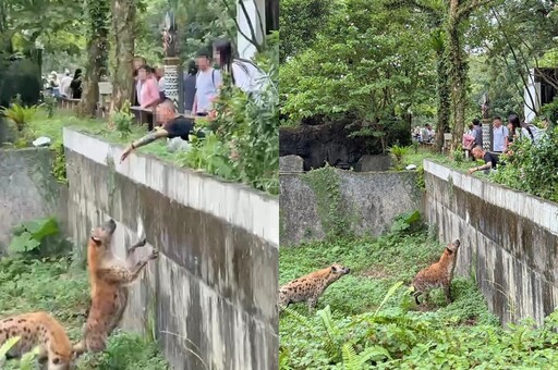 「包手男」跨越圍欄伸手逗弄鬣狗 木柵動物園怒了：依法究辦