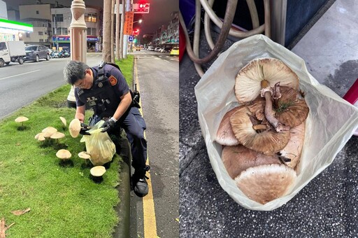 【有片】高雄暴雨下到「生菇」!民眾湧現圍觀打卡 警動手拔除「菇掰了」