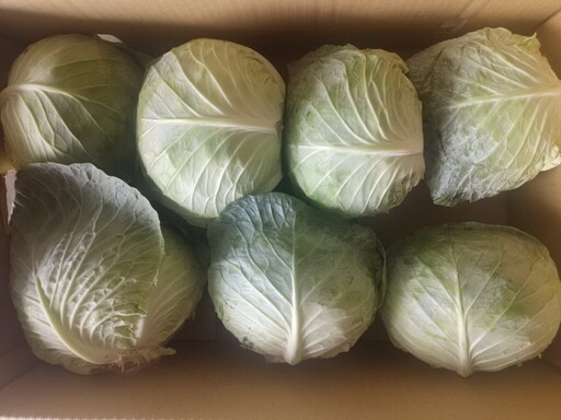 菜「出」有名!北農第4櫃高麗菜再銷日本