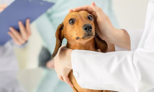 法國皇家攜手逾百家動物醫院守護貓犬健康 連續四年推動「健檢及早、相伴到老」