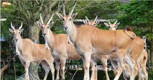 巴黎奧運／麟洋配奪金嗨了…臺北動物園貼「這動物」祝賀 運動中心、貓纜也祭優惠