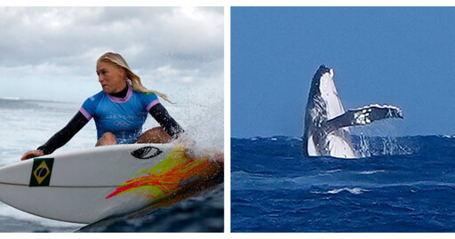 巴黎奧運／意外「鯨」喜！奧運衝浪4強賽座頭鯨躍出海面 選手與海洋巨獸共舞