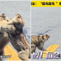 公路上撞見「土撥鼠打架」 有趣畫面曝！網友：不是探戈？