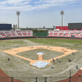 樂天桃園國際棒球場改善工程進度近9成 美日韓技師協助鋪設紅土