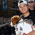 《MLB》大谷翔平再次進廠維修 左肩傷勢已手術 道奇預計趕得上明年春訓