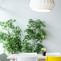 客廳擺放盆栽5禁忌 這幾類植物擺客廳帶來好運氣