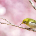 3月到4月「4生肖」貴人多、賺錢運勢超旺 屬虎帶領團隊突破