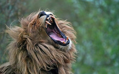 12生肖周運勢排行榜 屬雞者運勢順遂、屬龍者事業終於轉旺