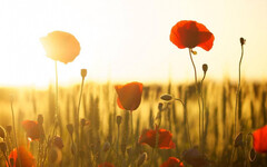 5生肖7月大轉運 職場遇貴人、偏財投資有收穫