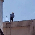 陌生男水塔溺斃害50住戶喝「屍水」引恐慌 民俗專家揭化解方法