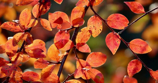 12星座最新一周運勢出爐 牡羊適合斷捨離、水瓶職場新氣象