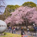 櫻花季開跑！3大夢幻賞櫻勝地公開 專家建議健康防護必不可少