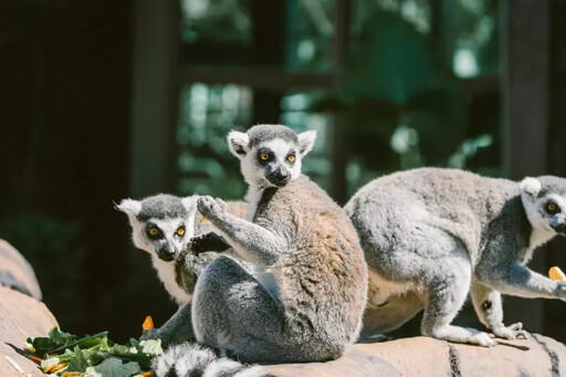 2025動物派對來襲!關西六福莊打造全新親子探險之旅:探索豐富動物生態,親子必訪3大主題房型大公開