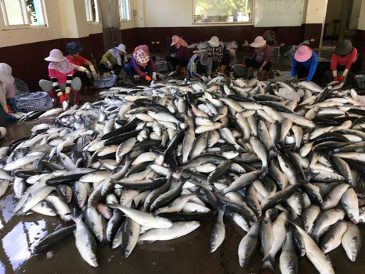 烏金雙月1／魚蝦共舞迎小龍 鄭朝方帶路「益生菌」烏魚子上桌