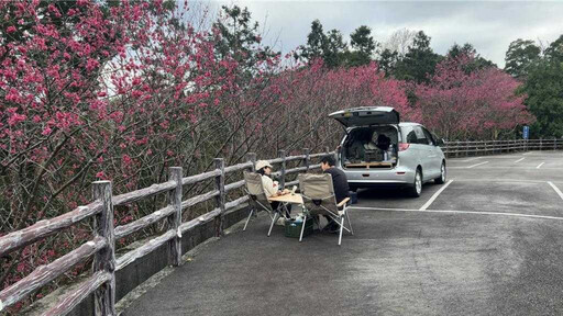 苗栗「數百株櫻花盛開」 6大賞櫻景點一次看