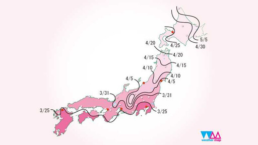 2025日本櫻花季第4波預測出爐 氣象專家：整體較去年提早