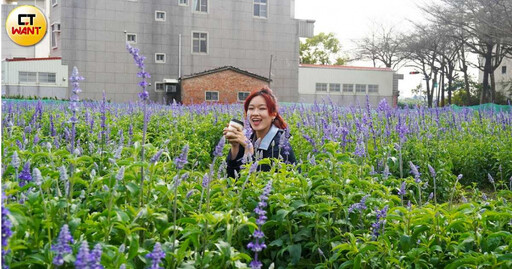 府城花正開2／學甲蜀葵花爭奇鬥豔 將軍木棉花接力報到、拔紅蘿蔔體驗3/29登場