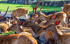 日本遊客過多，鹿群增多
