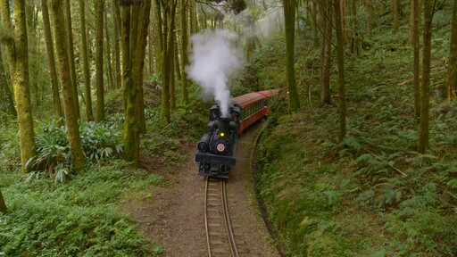 鐵道迷注意！公視《神木之森》 8K高畫質紀錄阿里山林鐵風光