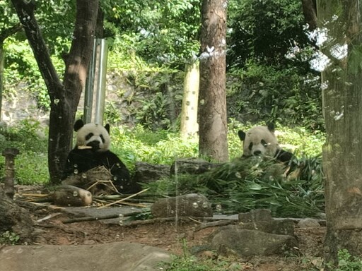 【走讀文化四川5-4】保育篇：寓教於樂 近距離觀察憨態可掬大熊貓