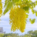 黃花搖曳迎初夏 阿勃勒港都輕聲綻放