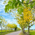 《魚頭君帶路》水漾臺南圳流百年 水庫、埤塘、溼地消暑賞花好去處