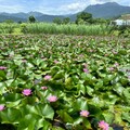 夏日蓮花季開跑 金山六三蓮花遊程熱烈報名中