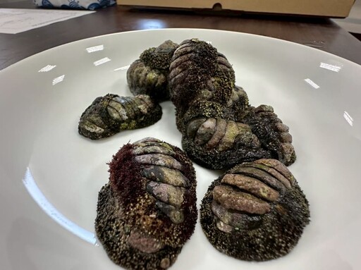 潮間帶隱藏海味 東北角「鐵甲」石鱉鮮甜登場