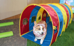 「2025虎頭埤水與綠-萌寶戲水節」11/16熱鬧登場 歡迎帶毛小孩來放鬆