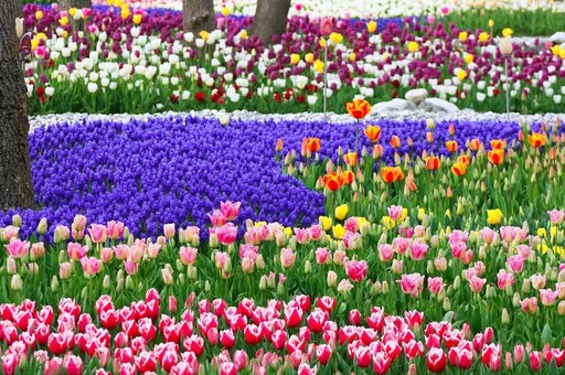 歐美春季賞花攻略 不只鬱金香，還有各地賞花年曆一次看！