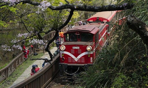 阿里山林鐵攻略 櫻花季體驗檜木車廂、櫻吹雪魅力！