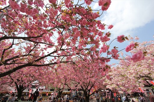 日本賞櫻黃金時間一手掌握！栃木縣各地櫻花祭登場