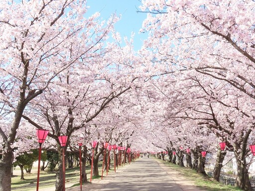 網美必拍唯美櫻花瀑布！日本廣島10大賞櫻景點、花期一次看