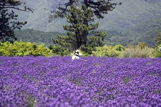 日本夏季賞花攻略 九州大分薰衣草、繡球花一次看