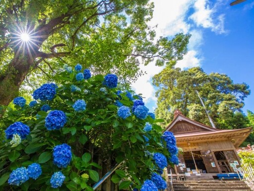 日本夏季賞花攻略 九州大分薰衣草、繡球花一次看