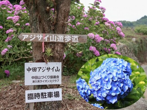 日本夏季賞花攻略 九州大分薰衣草、繡球花一次看