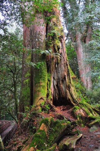 穿梭百年山林歲月 飽覽阿里山沿途風光