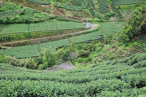 鄒族歌舞與高山茶席 探索阿里山的文化底蘊