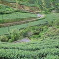 鄒族歌舞與高山茶席 探索阿里山的文化底蘊