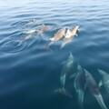 熊本天草必玩景點與美食！出發賞海豚、走訪世界文化遺產、享受絕美海景與當季海鮮