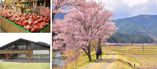 美哉！奧三河單車路線，騎過最浪漫的粉櫻花毯！