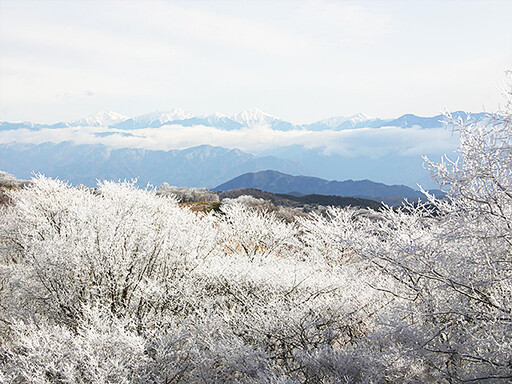 愛知縣最高峰絕景必看！茶臼山高原的紅葉和芝櫻不容錯過！