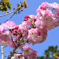 清明連假百花齊放 武陵農場晚櫻盛開迎賓