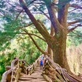 台中大坑眺景秘境開箱 觀旅局：4月到大坑5號步道感受雲霧繚繞風情