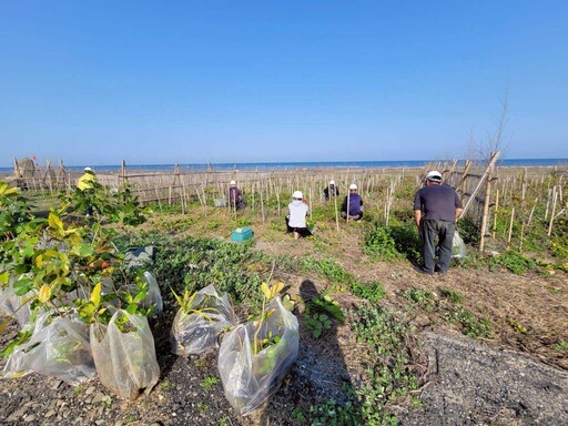 推動海岸生態復甦！ 中市觀旅局揭大安海岸林復育成果