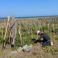推動海岸生態復甦！ 中市觀旅局揭大安海岸林復育成果