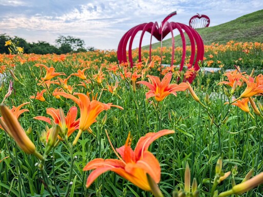 賞金針花、向日葵不必跑花東！ 中市后里環保公園花海掀起賞花熱潮